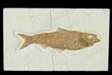 Detailed Fossil Fish (Knightia) - Wyoming #137967-1